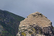 Stac Lee, covered in nesting Northern gannets (Morus bassanus) , with the dark cliffs of Boreray in the background. St Kilda, Outer Hebrides, Scotland. June.