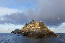 Northern gannet (Morus bassanus) breeding colony on the Old Red Sandstone cliffs, with birds wheeling through the air. Skellig Michael in the distance to the left, Little Skellig in the foreground, Co...