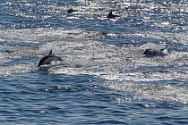 Short-beaked common dolphins (Delphinus delphis) leaping from the water, backlit. Off the south-west coast of Republic of Ireland, North Atlantic. July.