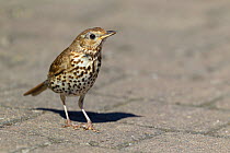 Song thrush (Turdus philomelos) standing on a path. Tresco, Isles of Scilly, United Kingdom. July.