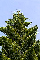 Norfolk pine (Araucaria heterophylla) tree against a clear blue sky in the Abbey Gardens, Tresco, Isles of Scilly, United Kingdom. July.