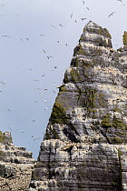 Northern gannet (Morus bassanus) breeding colony on the Old Red Sandstone cliffs, with birds wheeling through the air. Little Skellig, County Kerry, Republic of Ireland. July.