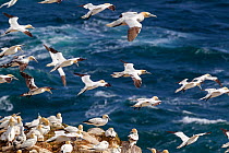 Northern gannets (Morus bassanus) hovering in the air over the breeding colony. Most are adults, but the mottled birds to the middle left are immature birds. Great Saltee, County Wexford, Republic of...