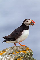 Atlantic puffin (Fratercula arctica) standing on a rock on the edge of the nesting cliff, with a beakful of sandeels (Ammodytidae). Flannan Isles, Outer Hebrides, Scotland. July.