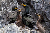 Adult European shags (Phalacrocorax aristotelis) (centre and left) , with three chicks in the nest. Flatey, West Fjords, Iceland. July.