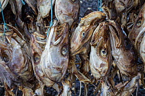 Atlantic cod (Gadus morhua) heads and skeletons drying on racks. Most of these are destined for markets in Nigeria. Reykjavik, Iceland. August.