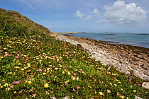 Introduced and invasive Hottentot fig or ice plant (Carpobrotus edulis) flowering along the base of the dunes. Tresco, Isles of Scilly, United Kingdom. May.