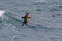 Great skua (Catharacta skua) flying low over the sea, showing the pale flashes in the upperwing. St Kilda, Outer Hebrides, Scotland. May.