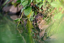 Water Vole (Arvicola terrestris) eating a flowering grass stem on the margin of a small lake at sunset light, Cornwall, UK, June.