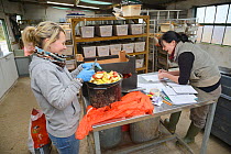 Linda Rennie preparing fruit and vegetables for captive Water voles (Arvicola amphibius) as Rebecca Northey decides which  to pair up in a breeding programme to supply a reintroduction project, Derek...