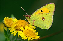 Clouded yellow butterfly (Colias croceus) on Fleabane. Dorset, UK, August.