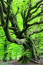 Mature Beech tree (Fagus Sylvatica) in late spring, Dorset, UK, May.