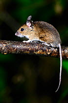 Wood mouse (Apodemus sylvaticus) on hazel branch, Dorset, UK, August.