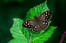 Speckled wood butterfly (Pararge aegeria) resting, Dorset, UK, August.