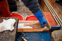 Fisheries observer measuring Yellowtail flounder (Limanda ferruginea) to ensure that it conforms with legal standards. Stellwagen Bank, New England, United States, North Atlantic Ocean, December 2011.