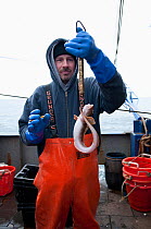 Fisheries observer weighing Ocean pout (Zoarces americanus) to ensure it conforms with legal standards. Stellwagen Bank, New England, United States, North Atlantic Ocean, December 2011.