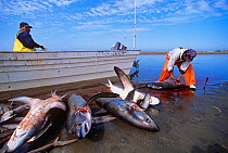 Gill net fishermen cleaning Thresher Sharks (Alopias vulpinus) Huatabampo, Mexico, Sea of Cortez, Pacific Ocean. Vulnerable species. Model released.