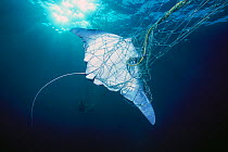 Manta ray (Manta birostris) caught in gill net, Huatampo, Mexico, Gulf of California, Pacific Ocean. Vulnerable species.