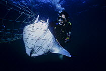 Diver with Manta ray (Manta birostris) caught in gill net, Huatabampo, Mexico, Sea of Cortez, Pacific Ocean. Vulnerable species. Model released.