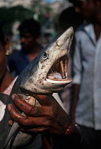 Reef shark (Carcharhinus perezi) for sale at Bombay Fish Market, India.