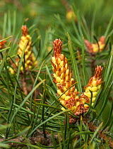Scots pine tree (Pinus sylvestris) flowers, Eckero, Ahvenanmaa / Aland Islands Archipelago, Finland. May