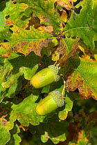 English oak (Quercus robur) acorns, Lemland, Ahvenanmaa / Aland Islands Archipelago, Finland. September