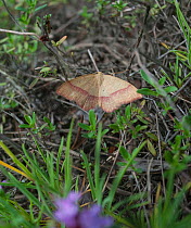 Common Pink-barred  (Rhodostrophia vibicaria) moth,  Tammisaari, Finland, July.