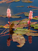 Water smartweed (Persicaria amphibia) in flower, Jyvaskya, Keski-Suomi, Lansi- ja Sisa-Suomi / Central and Western Finland, Finland. August