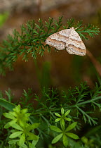 Moth (Perizoma parallelolineatum) Parikkala, Etela-Karjala / South Karelia, Etela-Suomi / South Finland, Finland. August