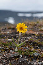 Arnica flower (Arnica angustifolia) Enontekia, Lappi / Lapland, Finland. July