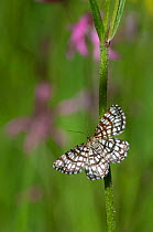 Latticed heath butterfly (Chiasmia clathrata) flies by day as well as at night, Tampere, Pirkanmaa, Lansi- ja Sisa-Suomi / Central and Western Finland, Finland. June