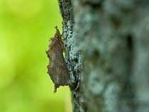 Pale prominent moth (Pterostoma palpinum) resting on tree, Lemland, Ahvenanmaa / Aland Islands Archipelago, Finland. July