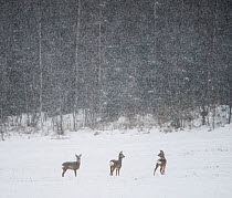 Roe deer (Capreolus capreolus) three in snowstorm, Laukaa, Keski-Suomi, Lansi- ja Sisa-Suomi / Central and Western Finland, Finland. February