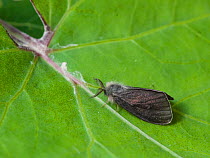 Moth (Phalacropterix graslinella) newly emerged male, Parikkala, Etela-Karjala / South Karelia, Etela-Suomi / South Finland, Finland. June