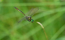 Brilliant emerald dragonfly (Somatochlora metallica) male in flight, Hankasuo, Uurainen, Keski-Suomi, Lansi- ja Sisa-Suomi / Central and Western Finland, Finland. July