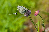 Black-veined white butterfly (Aporia crataegi) male approaching female, Parikkala, Etela-Karjala / South Karelia, Etela-Suomi / South Finland, Finland. June