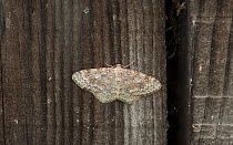 Waved carpet moth (Hydrelia sylvata) resting on wood, Parikkala, Etela-Karjala / South Karelia, Etela-Suomi / South Finland, Finland. June