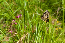 Swallowtail (Papilio machaon) in flight towards Sticky catchfly (Silene viscaria) Parikkala, Etela-Karjala / South Karelia, Etela-Suomi / South Finland, Finland. June