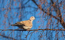 Eurasian collared-dove (Streptopelia decaocto) perched on branch, Pori, Satakunta, Lounais-Suomi, Varsinais-Suomi / Southwestern Finland, Finland. January