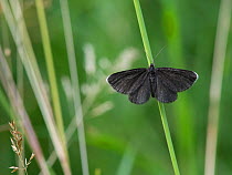 Chimney sweeper moth (Odezia atrata) Joutseno, Lappeenranta, Etela-Karjala / South Karelia, Etela-Suomi / South Finland, Finland. July