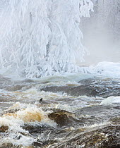 White-throated dipper (Cinclus cinclus) winter with river flooding, Kuusa, Laukaa, Keski-Suomi, Lansi- ja Sisa-Suomi / Central and Western Finland, Finland. January