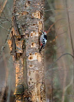 White-backed woodpecker (Dendrocopos leucotos) male on heavily drilled tree,  Laukaa, Keski-Suomi, Lansi- ja Sisa-Suomi / Central and Western Finland, Finland. February