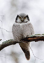 Northern hawk-owl (Surnia ulula) Jyvaskya, Keski-Suomi, Lansi- ja Sisa-Suomi / Central and Western Finland, Finland. January