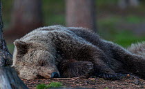 Brown bear (Ursus arctos) sleeping on the forest floor, Suomussalmi, Kainuu, Pohjois-Suomi / North Finland, Finland. May