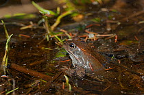 Common frog (Rana temporaria) with mosquito biting it, Korpilahti, Jyvaskya, Keski-Suomi, Lansi- ja Sisa-Suomi / Central and Western Finland, Finland. May