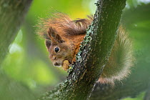 Red squirrel (Sciurus vulgaris) feeding on acorn, Paijat-Hame / Lahti, Etela-Suomi / South Finland, Finland. September