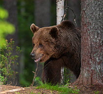 Brown bear (Ursus arctos) male looking out from between trees, Suomussalmi, Kainuu, Pohjois-Suomi / North Finland, Finland. June