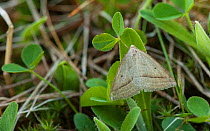 Brown silver-line moth (Petrophora chlorosata) Lemland, Ahvenanmaa / Aland Islands Archipelago, Finland. May