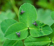 Flies (Brachycera) on leaf,  Parikkala, Etela-Karjala / South Karelia, Etela-Suomi / South Finland, Finland. June
