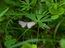 Satyr pug moth (Eupithecia satyrata) female laying eggs, Parikkala, Etela-Karjala / South Karelia, Etela-Suomi / South Finland, Finland. June